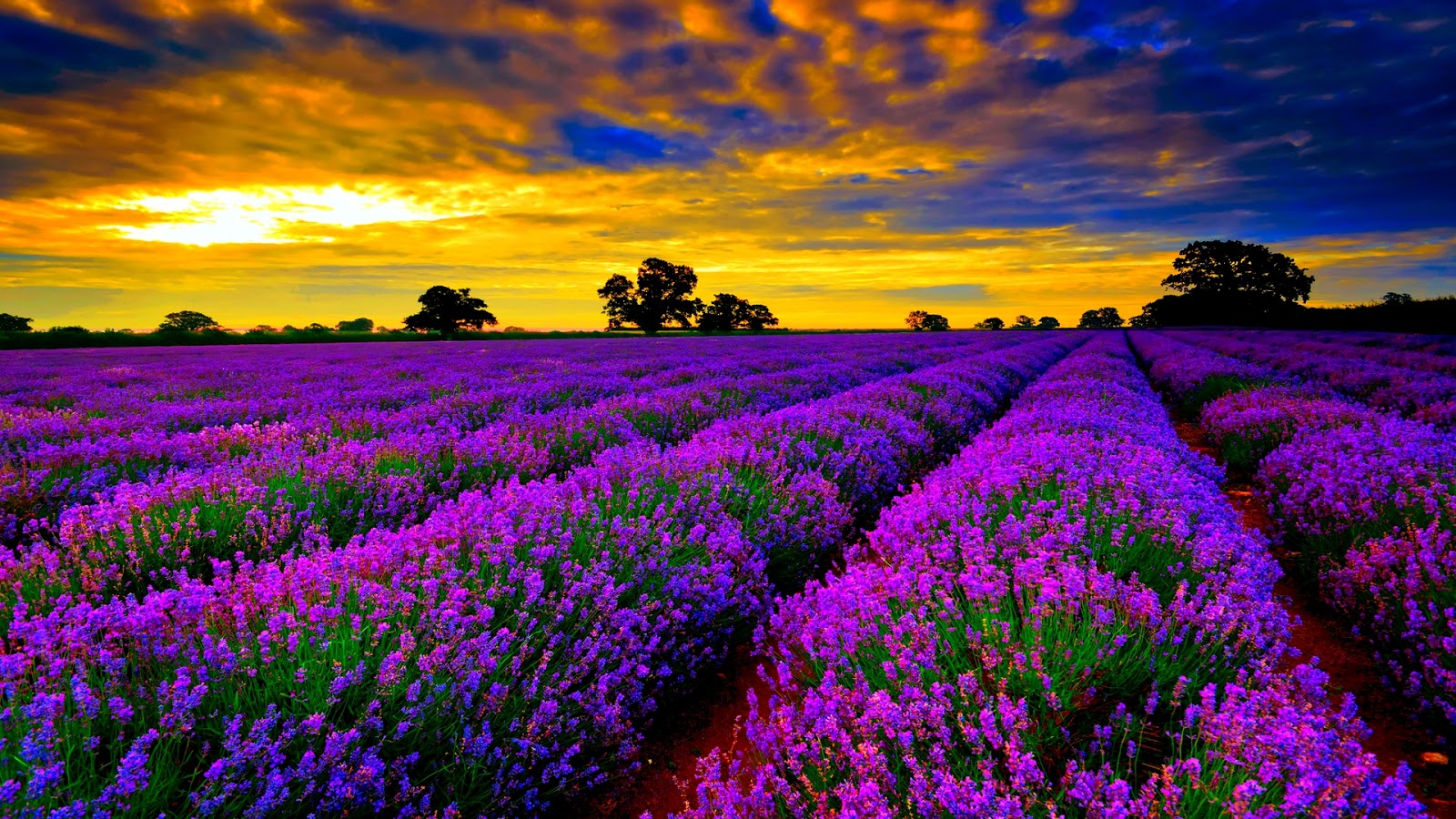 10 Of The World’s Most Impressive Flower Fields - Sri Sutra Travel